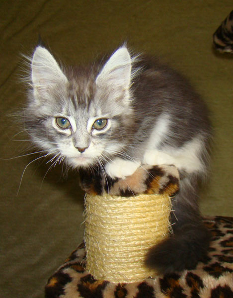     Catsvill County!   !    !       !!!    Catsvill County +7-926-544-74-09     .   ,   ,   ,    ,   ,  ,     ,   -,    ,   !